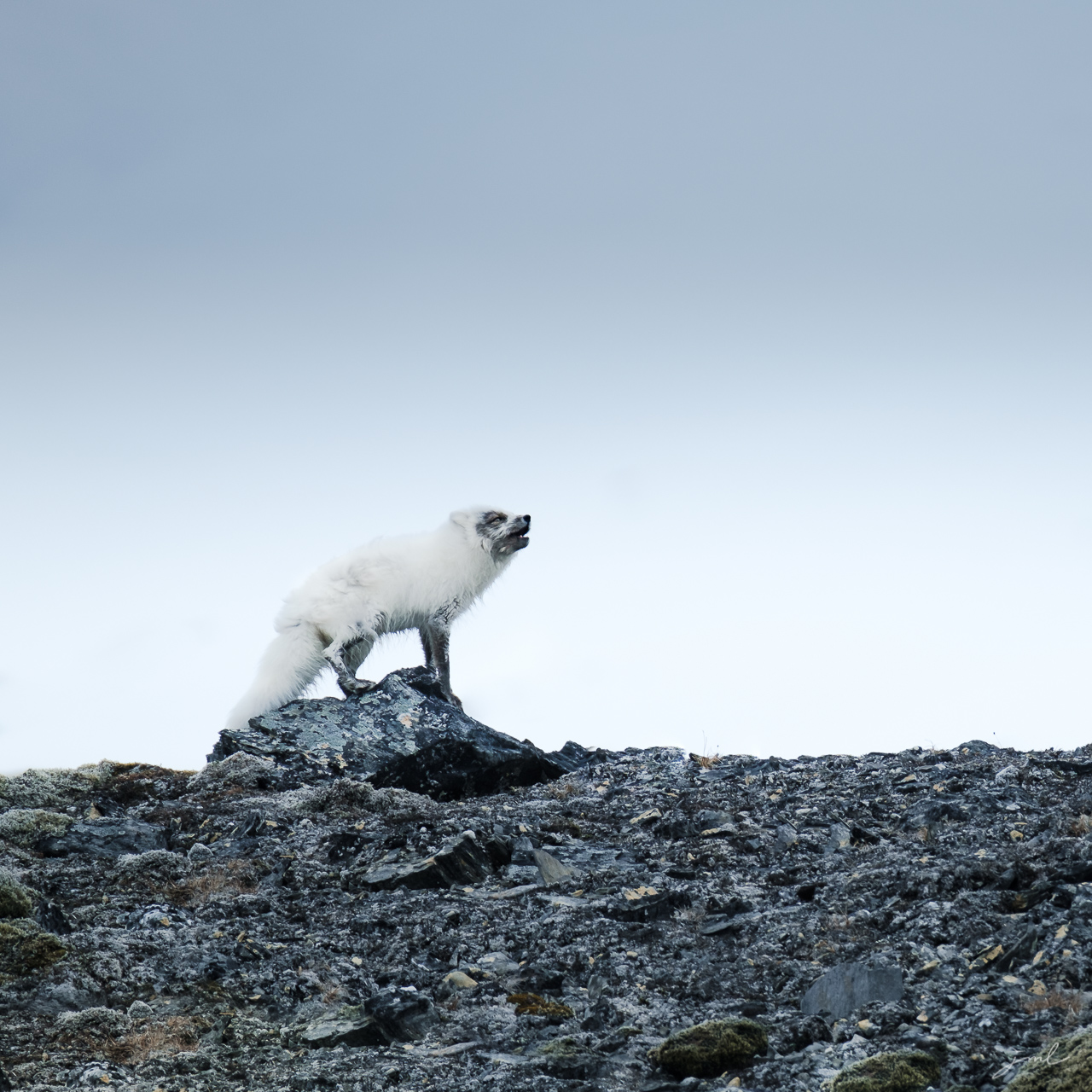 Renard polaire aboyant sur un rocher